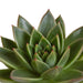 Trio Af Echeveria Og Deres Plantepotter H21Cm