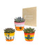 Trio Af Echeveria Og Deres Plantepotter H21Cm