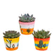 Trio Af Echeveria Og Deres Plantepotter H21Cm