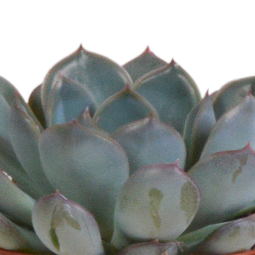 Trio Of Echeveria Og Deres Terracotta Plantepotter H15Cm