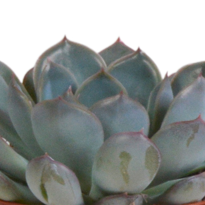 Trio Of Echeveria Og Deres Terracotta Plantepotter H15Cm