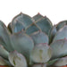 Trio Of Echeveria Og Deres Terracotta Plantepotter H15Cm