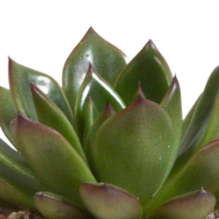 Trio Of Echeveria Og Deres Terracotta Plantepotter H15Cm