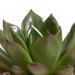 Trio Of Echeveria Og Deres Terracotta Plantepotter H15Cm