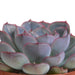 Trio Of Echeveria Og Deres Terracotta Plantepotter H15Cm
