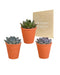 Trio Of Echeveria Og Deres Terracotta Plantepotter H15Cm