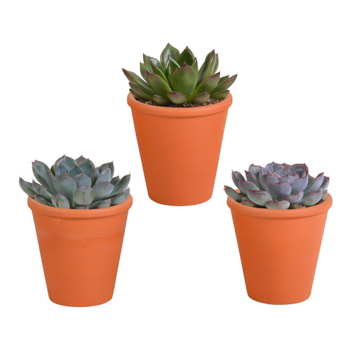 Trio Of Echeveria Og Deres Terracotta Plantepotter H15Cm