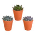 Trio Of Echeveria Og Deres Terracotta Plantepotter H15Cm