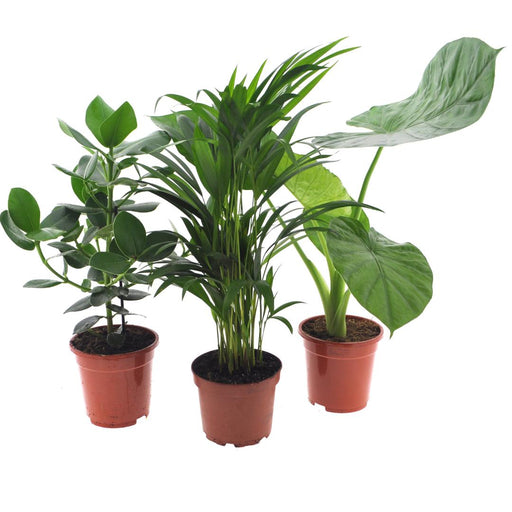 Trio Af 3 Stueplanter