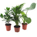 Trio Af 3 Stueplanter