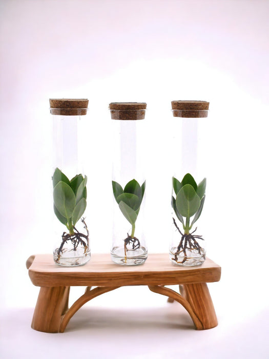 Clusia Trekant In Tube