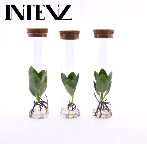 Clusia Trekant In Tube