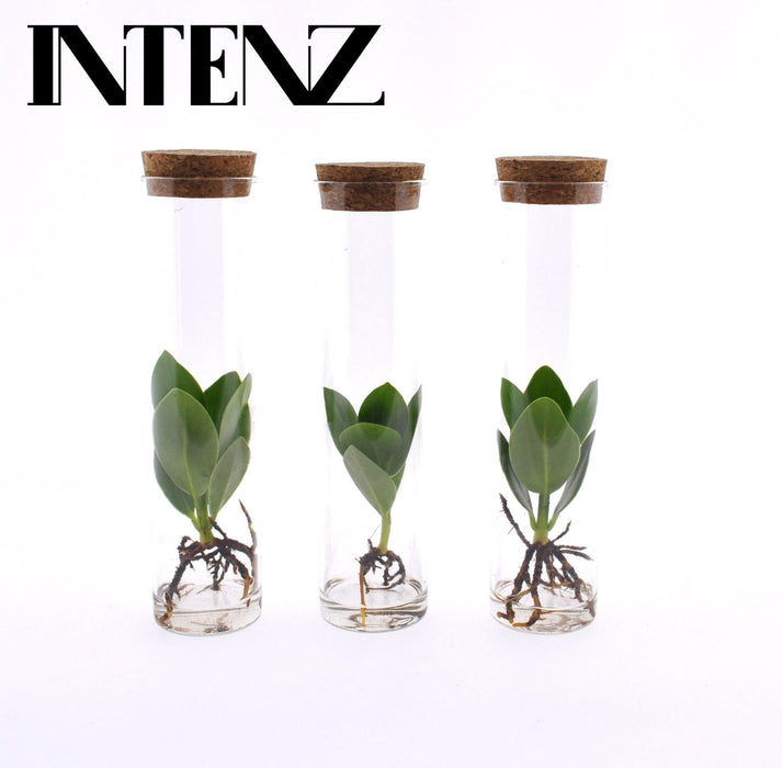 Clusia Trekant In Tube