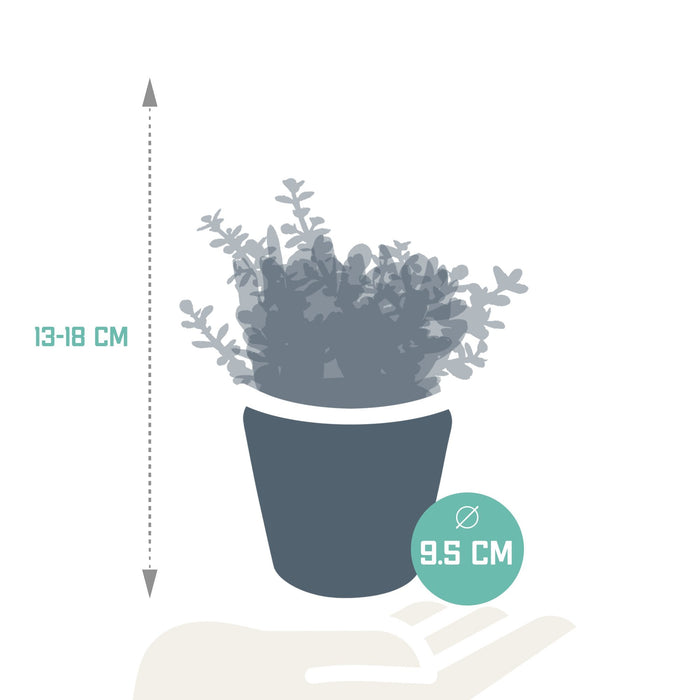 Trio Af Crassula Og Deres Plantepotter H18Cm