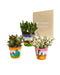 Trio Af Crassula Og Deres Plantepotter H18Cm