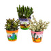Trio Af Crassula Og Deres Plantepotter H18Cm