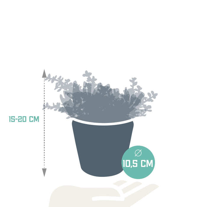 Trio Af Crassula Og Deres Plantepotter H21Cm