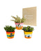 Trio Af Crassula Og Deres Plantepotter H21Cm