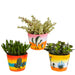 Trio Af Crassula Og Deres Plantepotter H21Cm