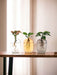Trio Af Planter I Hydrokultur