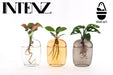 Trio Af Planter I Hydrokultur