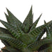 Trio Af Sukkulenter Og Deres Hvide Plantepotter H18Cm
