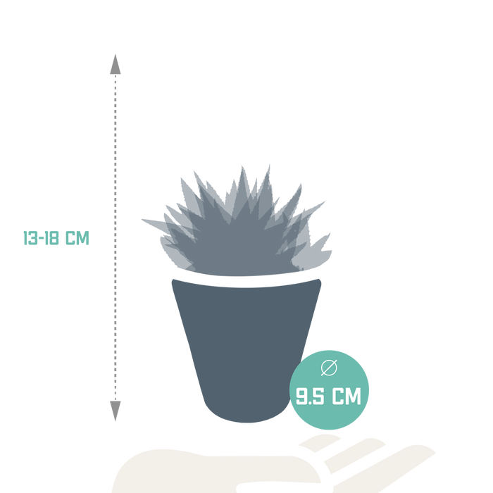 Trio Af Sukkulenter Og Deres Hvide Plantepotter H18Cm