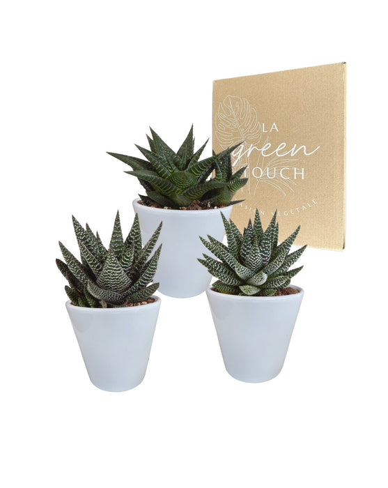 Trio Af Sukkulenter Og Deres Hvide Plantepotter H18Cm