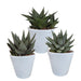 Trio Af Sukkulenter Og Deres Hvide Plantepotter H18Cm