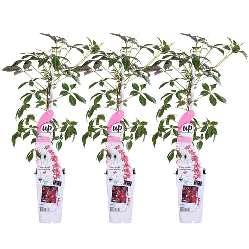 Trio Passiflora 'Constance Elloot'