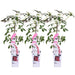 Trio Passiflora 'Constance Elloot'