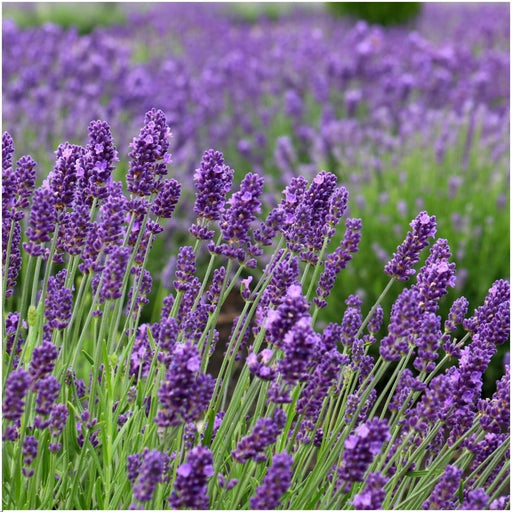 Lavendel Trio Angustifolia Felice® Og Deres Gryde