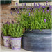 Lavendel Trio Angustifolia Felice® Og Deres Gryde