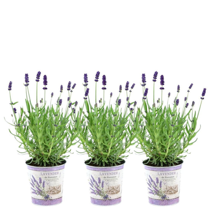 Lavendel Trio Angustifolia Felice® Og Deres Gryde