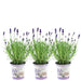 Lavendel Trio Angustifolia Felice® Og Deres Gryde
