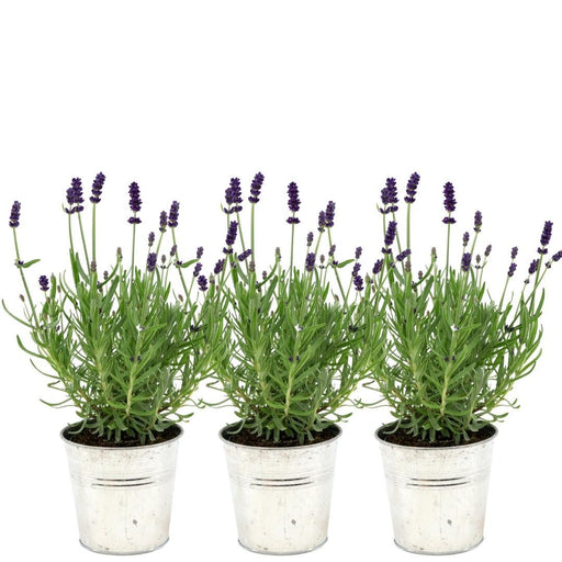 Lavendel Trio Angustifolia Felice® Og Deres Gryde