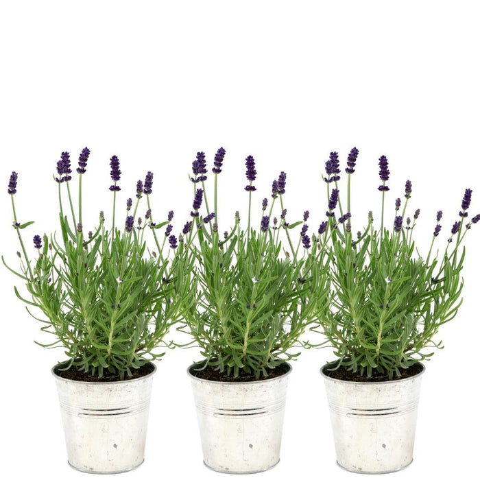 Lavendel Trio Angustifolia Felice® Og Deres Gryde