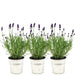 Lavendel Trio Angustifolia Felice® Og Deres Gryde