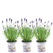 Lavendel Trio Angustifolia Felice® Og Deres Gryde