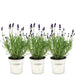 Lavendel Trio Angustifolia Felice® Og Deres Gryde