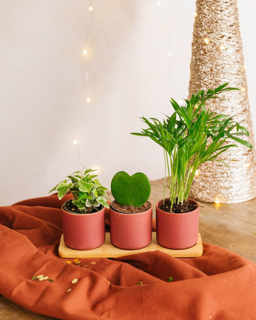 Trio Af Babyplanter Og Plantekrukker