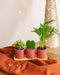 Trio Af Babyplanter Og Plantekrukker