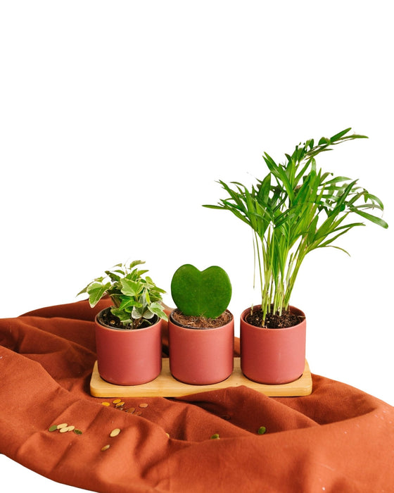Trio Af Babyplanter Og Plantekrukker
