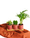 Trio Af Babyplanter Og Plantekrukker