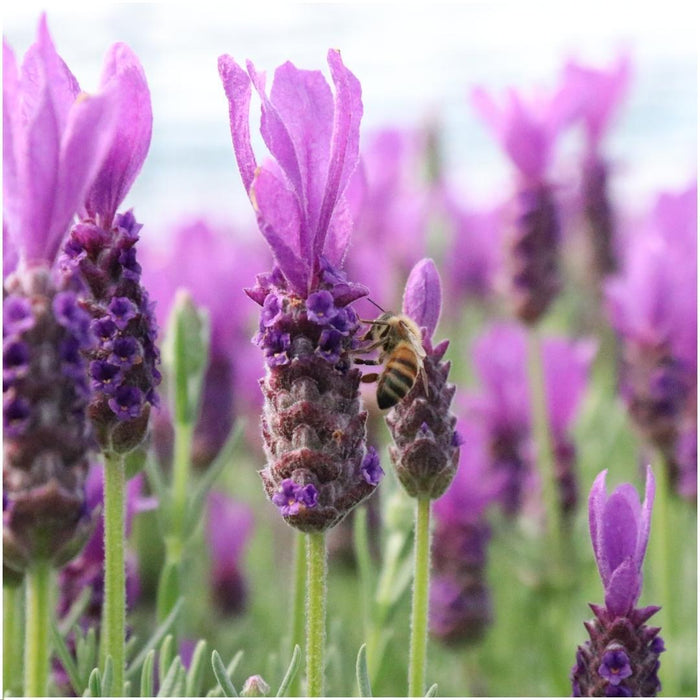 Anouk Lavender Trio Og Deres Pot