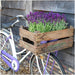 Anouk Lavender Trio Og Deres Pot