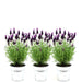 Anouk Lavender Trio Og Deres Pot