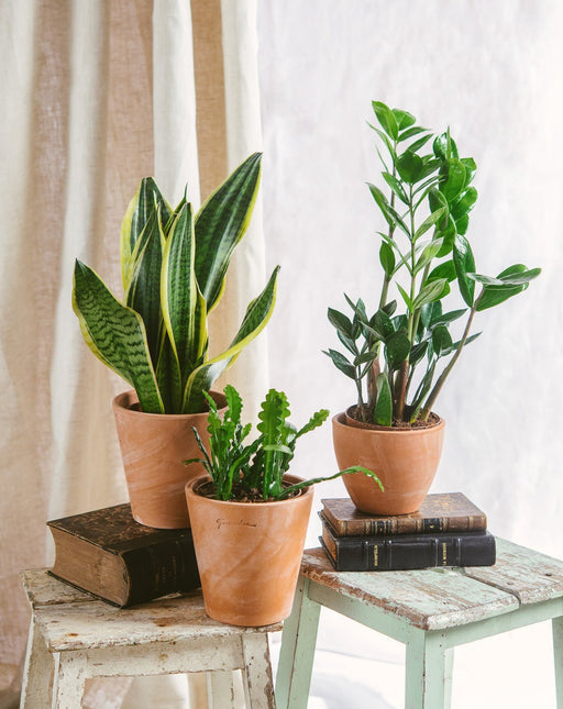 Plant Trio - Nem Pleje | Nem Vedligeholdelse