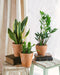 Plant Trio - Nem Pleje | Nem Vedligeholdelse