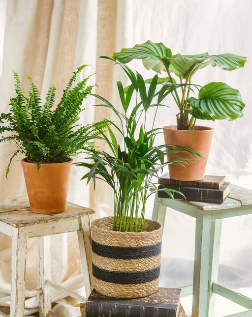 Plant Trio - Rensende Og Kæledyrsvenlig
